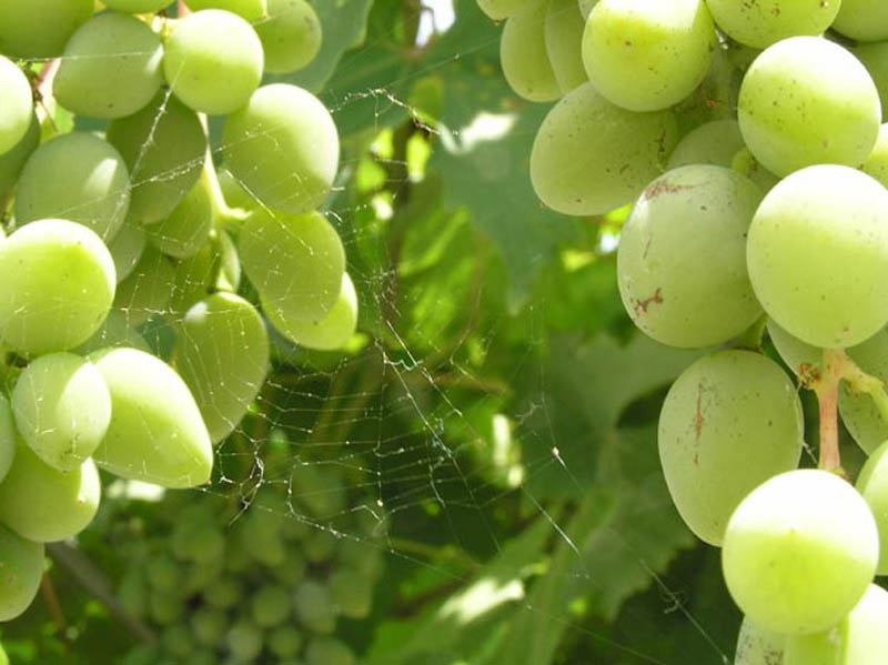 miroslavVajdic (160)